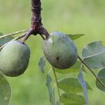 Sclerocarya birrea Плод