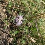 Dianthus hyssopifolius Flower