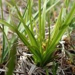 Carex halleriana Staniste