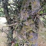 Gleditsia sinensis Blad