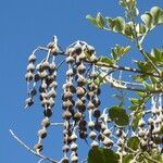 Sophora tomentosa Fruto