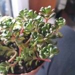 Sedum oreganum Levél