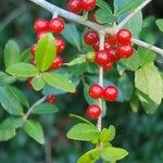 Ilex vomitoria Levél