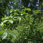 Rubus sulcatus Feuille