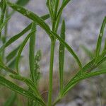 Verbena simplex Žievė