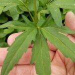 Cardamine concatenata 葉