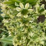 Eucomis pallidiflora Flower