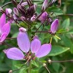 Cleome houtteana花