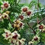 Chimonanthus praecox Flower