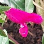 Salvia buchananii Cvet