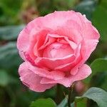 Rosa lucieae Кветка