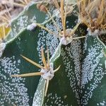 Astrophytum ornatumबार्क (छाल)