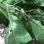 Solanum hazenii Leaf