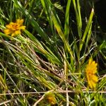 Aspilia mossambicensis Flor