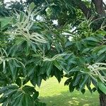 Castanea mollissima Blatt