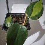 Philodendron hederaceum पत्ता