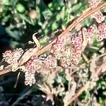 Chenopodium betaceum Кветка