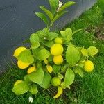 Citrus × limon Deilen