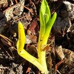 Hyacinthus orientalisFolio