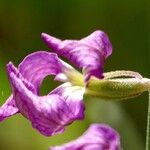 Matthiola longipetala फूल