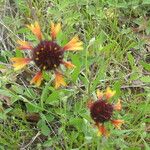 Gaillardia aestivalis Flower