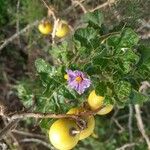 Solanum linnaeanum Květ