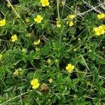 Potentilla erecta 整株植物