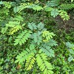 Indigofera galegoides Leaf