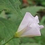 Solidago rugosa Flor