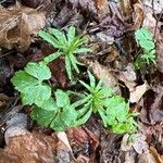 Ranunculus cassubicus Frunză