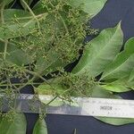 Zanthoxylum acuminatum Otro