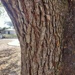 Quercus virginiana Bark