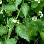 Arabidopsis cebennensis Blomst