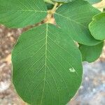 Dendrolobium umbellatum Leaf