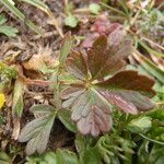 Potentilla crantzii 葉