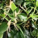 Lonicera japonica Blodyn