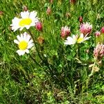 Leucanthemum adustum Habitat