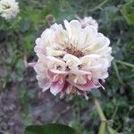 Trifolium hybridumFlower