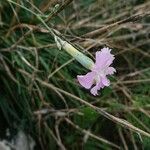 Dianthus godronianus Квітка