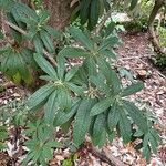 Rhododendron arboreum Лист