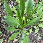 Plantago monosperma Leaf