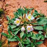 Eulobus californicus Flower