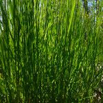 Molinia caerulea Leaf