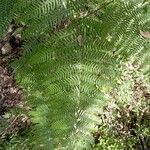 Pteridium aquilinumBlad