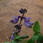 Plectranthus punctatus