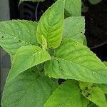 Monarda fistulosa Leaf