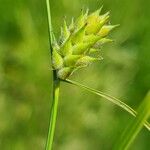 Carex hirta Vrucht