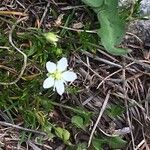Sagina glabra Flor