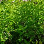 Phlox paniculata Habit