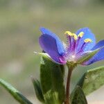 Lysimachia foemina Fleur